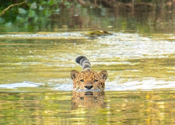 Fotografió a un yaguareté en el Parque Urugua-í: “Es lo que uno sueña cuando anda por la selva”