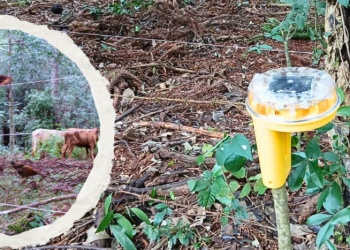 Puerto Esperanza: tras ataque de yaguareté colocaron luces y cámara trampa