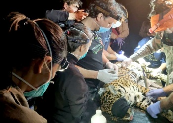 Proteger al yaguareté es proteger la selva