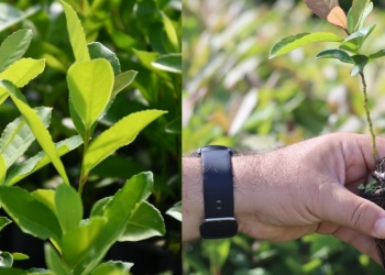 Genética certificada: la clave para una yerba más productiva