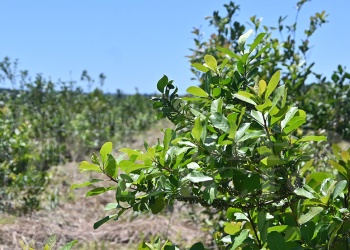 ¿Vuelven los 90? Aparecen en venta cada vez más chacras con yerba mate