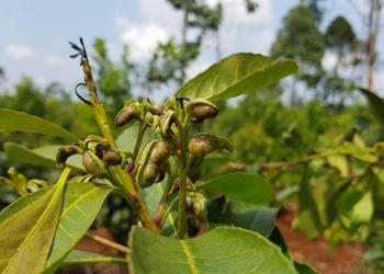 Biotecnología para combatir el rulo, la plaga que afecta a la yerba