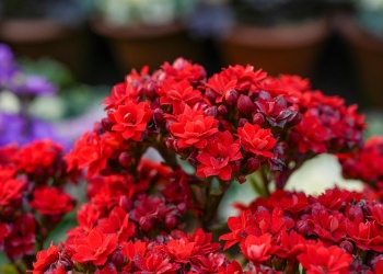 Flores siempre: claves para un jardín colorido en todo el año