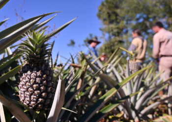Producción misionera: frutas tropicales, yerba orgánica e innovación