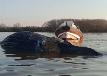 Apareció una ballena muerta en el río Paraná