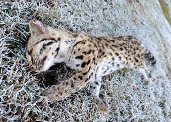 Hallaron un ejemplar de gato onza sin vida sobre la Ruta 12