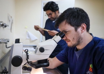 Impulsan una red de vigilancia para prevenir enfermedades transmitidas por mosquitos