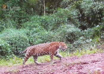 Después de tres años volvieron a registrar a un yaguareté en el Valle Cuña Pirú