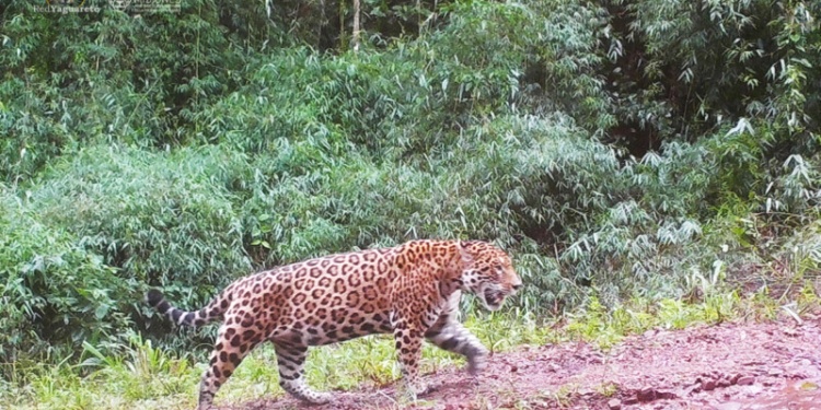 P00[1023:1023] TT[1298] E[100:0434]G[032:0x1f] IR[F] LV[123:23]