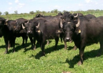 Nuevo sistema electrónico para seguimiento de ganado: ¿qué cambia para Misiones?