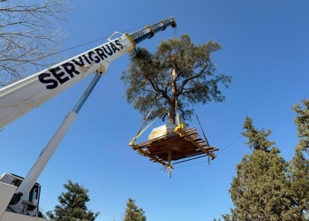 Tras la polémica, trasladaron el quebracho de 300 años en Córdoba: “Ese árbol ya está muerto”