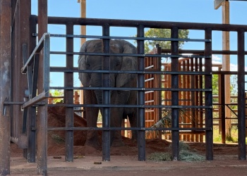 Kenya llegó al Santuario de Brasil tras cinco días de viaje y 40 años en cautiverio