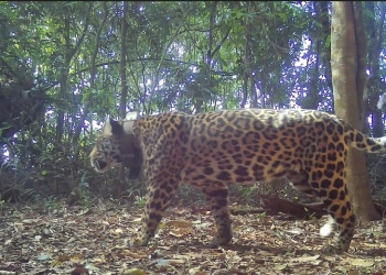 Kunumí: la yaguareté que se salvó de la  muerte para gestar una nueva vida