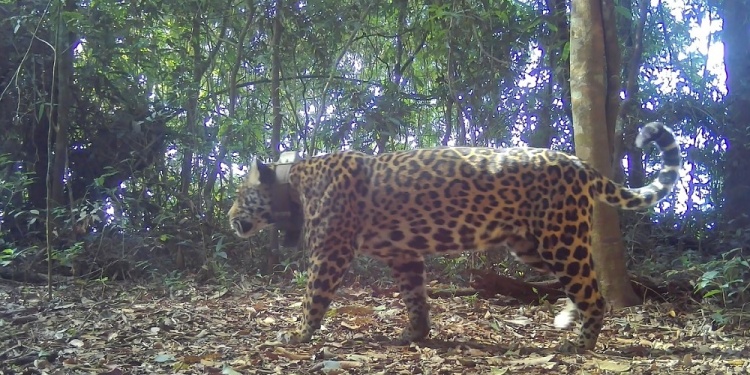 Imagen: Gentileza Aves Argentinas