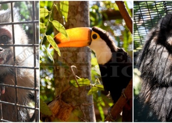 En medio año, el silencioso trabajo de Ohana salvó a unos 300 animales silvestres