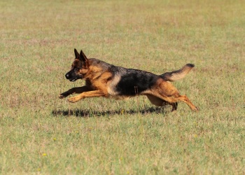 Córdoba: un ovejero alemán atacó y mató a una beba de un año