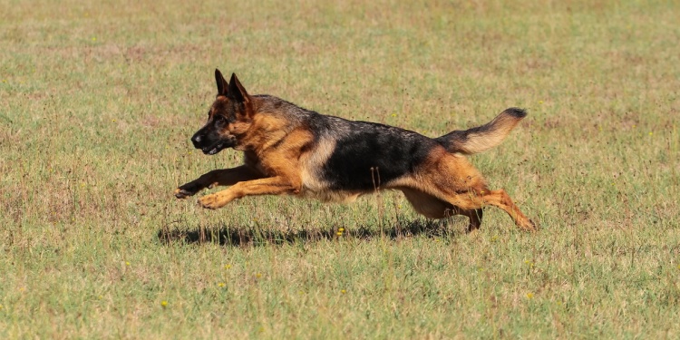 Portrait of a German Shepherd dog in outdoors