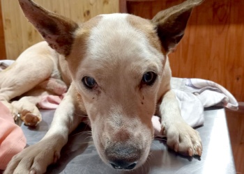 Hoy, feria de ropas, para “cuidar” a los animales en Ruiz de Montoya