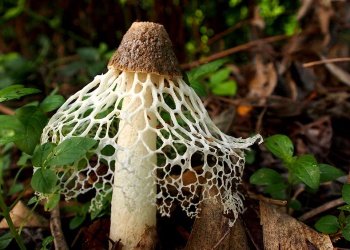Taller para descubrir la diversidad de hongos nativos