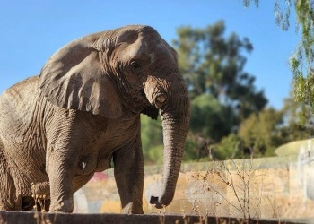 Kenya emprendió su viaje al santuario: se va la última elefanta en cautiverio de la Argentina