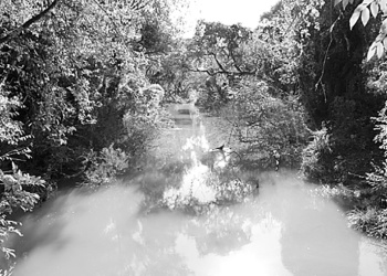 Ecosanación: Somos especie y somos ecosistema