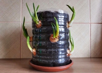 Árbol de cebolla en una botella: un cultivo fácil y simple para el hogar