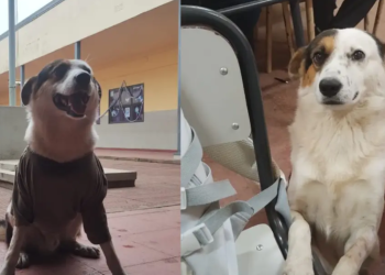 Tristeza en Corrientes: mataron a Bruno un perro que acompañaba a los chicos a la escuela