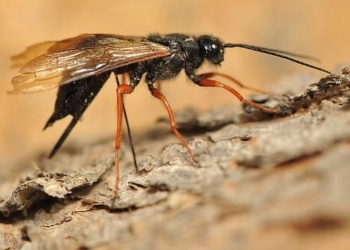 Alerta: Sirex obesus, la avispa de Brasil que amenaza al sector forestal misionero