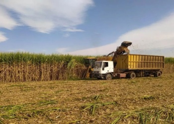 Azucareros argentinos en pie de guerra contra propuesta de Lula Da Silva al Mercosur