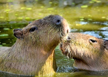 Safari de Invierno: invitan a registrar la biodiversidad de todo el país