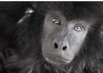 Murió Coco, el mono carayá rescatado de un placard con el cuerpo atrofiado en Buenos Aires