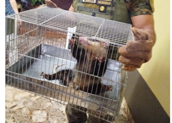 Una comadreja fue rescatada del patio de una vivienda en Posadas