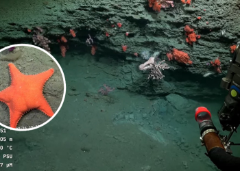 Inédito: científicos argentinos realizan transmisión en vivo en el fondo del océano