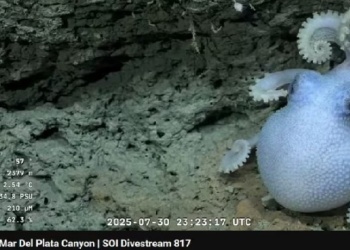 Las imágenes más impactantes que encontró el Conicet en las profundidades del Mar Argentino