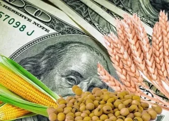 Dólares y agro: incertidumbre y desconfianza tras las liquidaciones récord