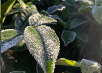 Heladas en Misiones: técnicas para anticiparse  y cuidar la producción