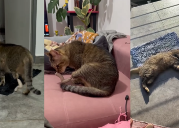 Posadas: veterinarios le devolvieron la movilidad a un gato con novedosa cirugía