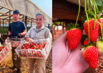 Misiones: frutillas hidropónicas, una alternativa de producción