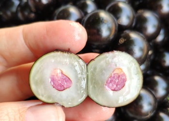 Tres frutales misioneros fueron incluidos en el Código Alimentario Argentino