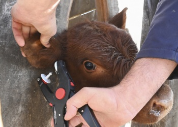 Desde enero, será obligatorio el sistema de identificación electrónica en el ganado