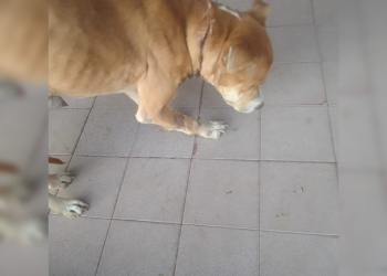 “Lo quisieron degollar”: denuncian brutal ataque a un perro en Posadas