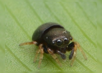 Descubrieron en Misiones una nueva especie de araña