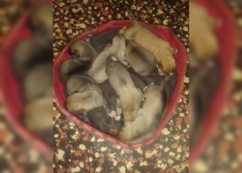 Buscan hogar para siete cachorritos abandonados en Posadas