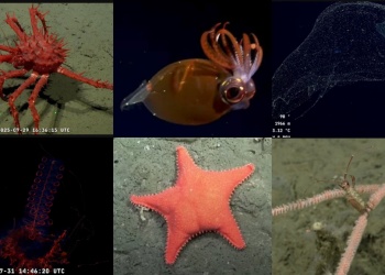 CONICET transmite desde el fondo del Mar Argentino y es sensación con animales nunca antes registrados