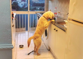 Cómo prevenir los problemas de comportamiento de los perros