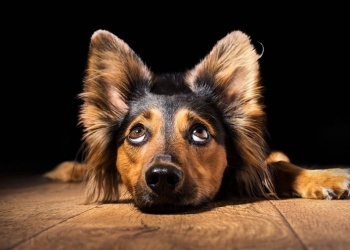 Cosas que te pasan cuando tenés perro