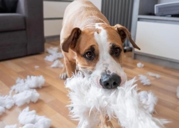 Factores que influyen en la conducta de tu perro