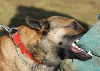 Por día, 150 personas son mordidas por un perro en Argentina