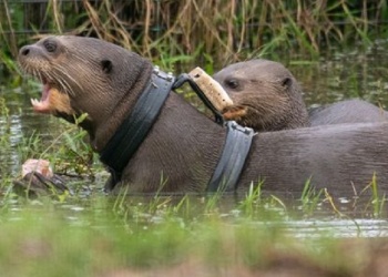 La nutria gigante vuelve a habitar en la Argentina, tras un enorme proyecto en el Gran Parque Iberá