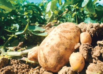 Huerta en casa: Cómo cultivar papa orgánica en nuestro patio
